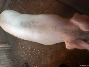 vand doua purcele   sau schimb cu vaca buna cu lapte  dau diferența unde este cazul 