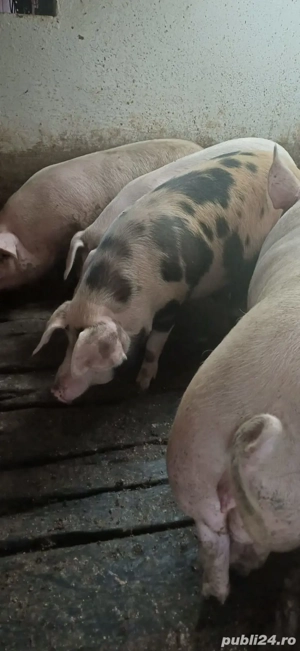 porci de vânzare  - imagine 3