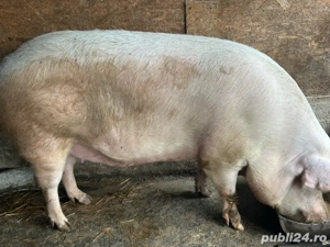 porci de craciun  - imagine 8