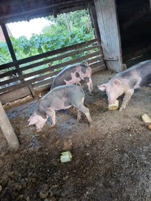 Purcei si grasuni pietrean 