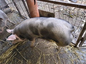 Porc de carne de vânzare - imagine 4