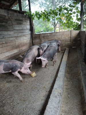 Purcei si grasuni pietrean  - imagine 3