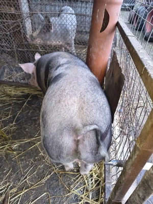 Porc de carne de vânzare - imagine 3