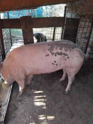 Vând porcii de tăiat - imagine 3