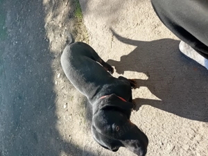 Mascul tekel rasa pura 4 ani