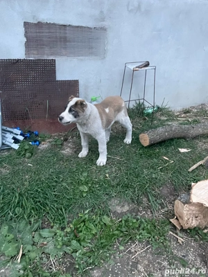 catel de asia centrala 3 luni  - imagine 4