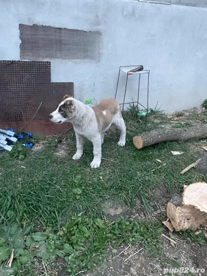 catel de asia centrala 3 luni  - imagine 5