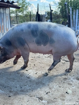Porc de vânzare 