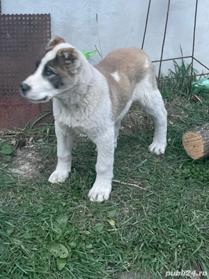 catel de asia centrala 3 luni  - imagine 2