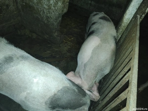 Porci crescuți în gospodărie 