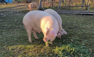 Vând porc de carne - imagine 2