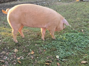 Vând porc de carne - imagine 4