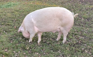 Vând porc de carne - imagine 3