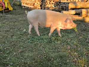 Vând porc de carne - imagine 5