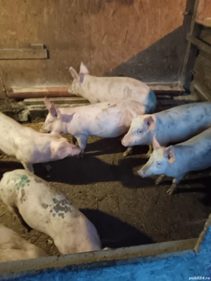 vând porci si purcei - imagine 2