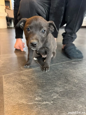 Pui de Amstaff - imagine 4