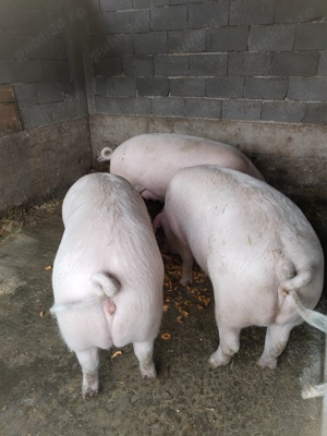  Vând Porci grași  - imagine 4