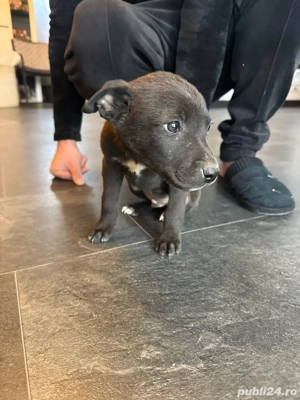 Pui de Amstaff - imagine 3