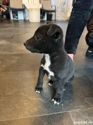 Pui de Amstaff - imagine 5