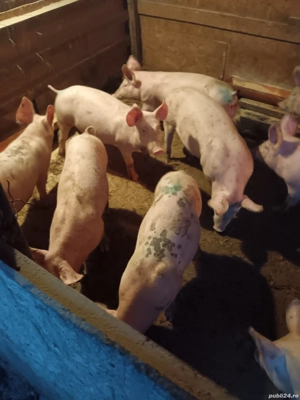 vând porci si purcei - imagine 3