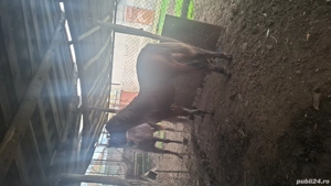 de vanzare armasar - imagine 2