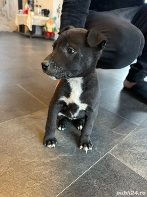 Pui de Amstaff - imagine 2