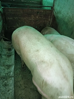 Vand porci  - imagine 2