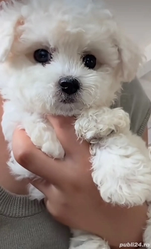 Vand bishonel rasa pura talie mica 7 saptamani