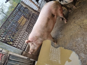 Vand porc 300kg - imagine 3