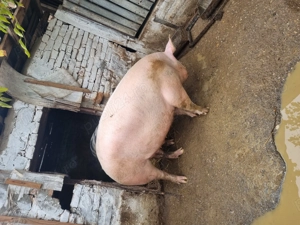 Vand porc 300kg