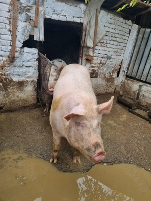 Vand porc 300kg - imagine 2