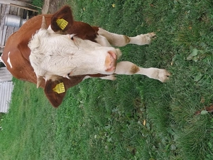 Vând doua juninci  - imagine 5