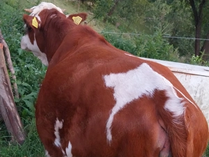 Vând doua juninci  - imagine 2