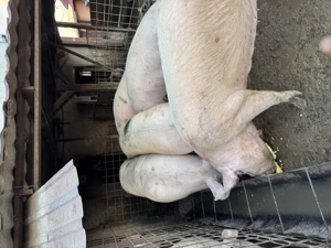 Porci grași 170-250 kg - imagine 4