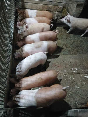 Vand purcei  - imagine 2