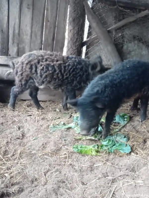 Mangalița cu mistreț  - imagine 3