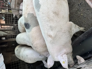 Porci grași 170-250 kg - imagine 2