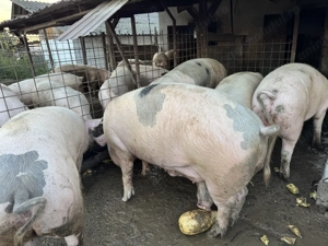 Porci grași 170-250 kg - imagine 3