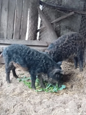 Mangalița cu mistreț  - imagine 2