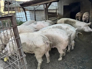 Porci grași 170-250 kg - imagine 5