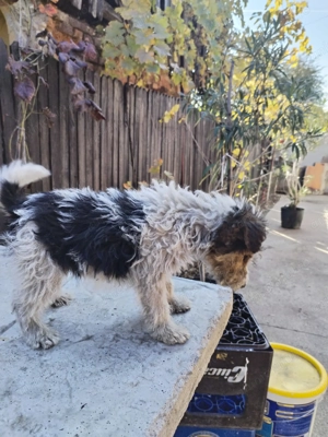 Fox terrier cu par sarmos - imagine 4
