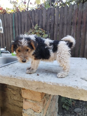 Fox terrier cu par sarmos - imagine 5