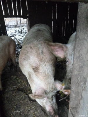 Vând un porc din doi 