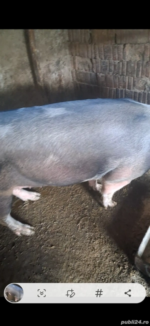 Vand porc  - imagine 2