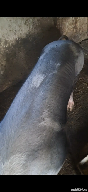 Vand porc  - imagine 3