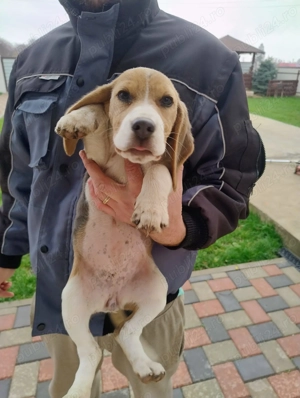 Beagle blue cu pedigree, femela!