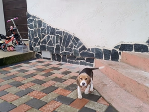 Beagle blue cu pedigree, femela! - imagine 2