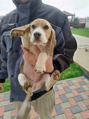 Beagle blue cu pedigree, femela! - imagine 4