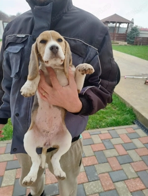 Beagle blue cu pedigree, femela! - imagine 3