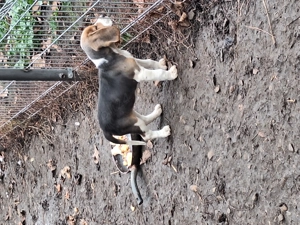 Beagle blue cu pedigree, femela! - imagine 5